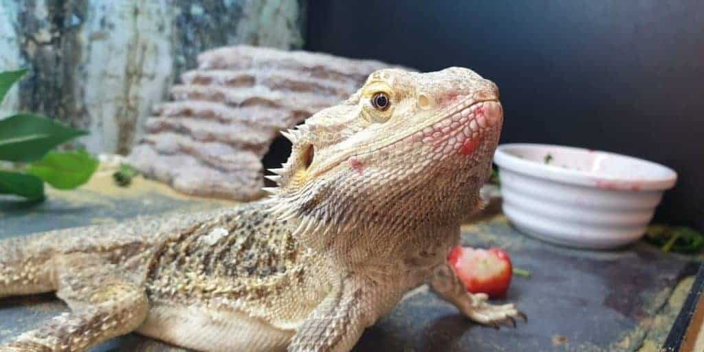 Unlock the Truth: Are Strawberries Safe for Your Bearded Dragon?